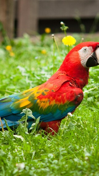 colorful-parrot.jpg