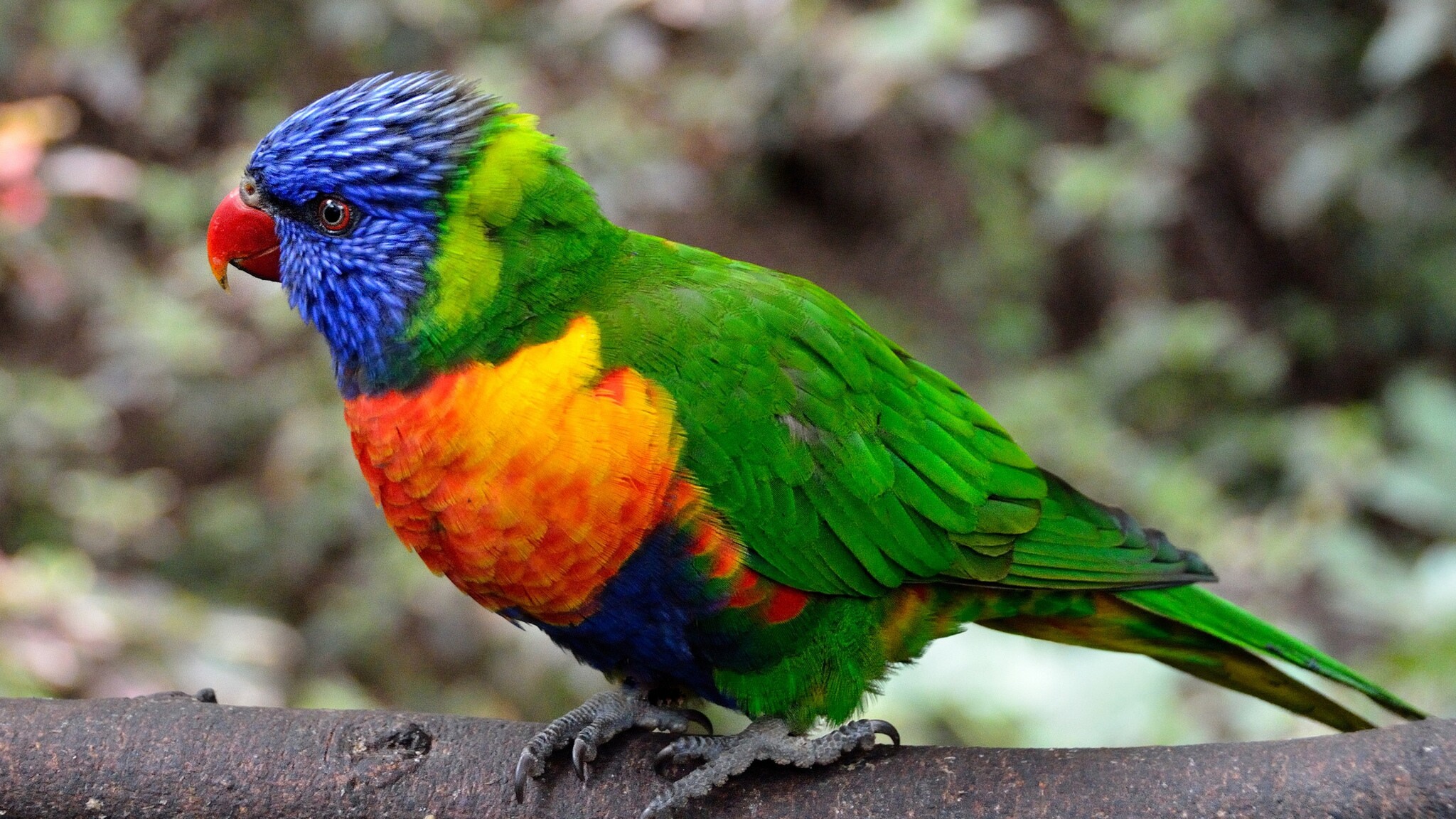 2048x1152 Colorful Parrot Bird 2048x1152 Resolution HD 4k ...