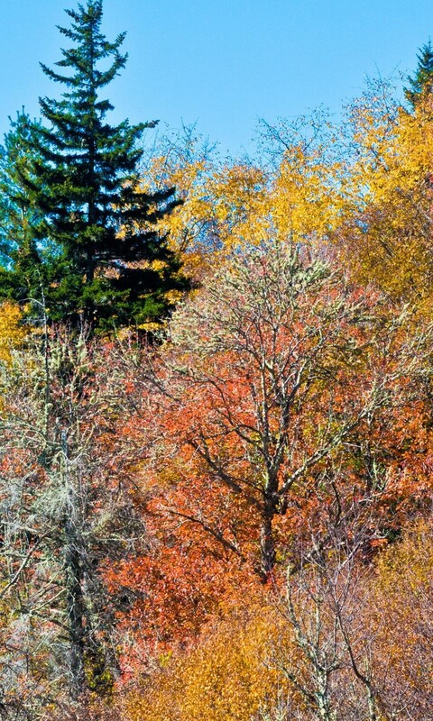 colorful-trees.jpg