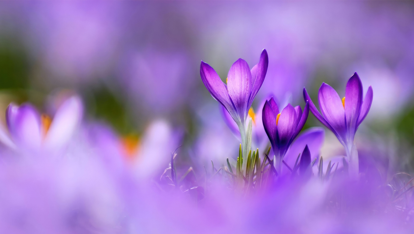 Colors Of Spring Wallpaper In 1360x768 Resolution