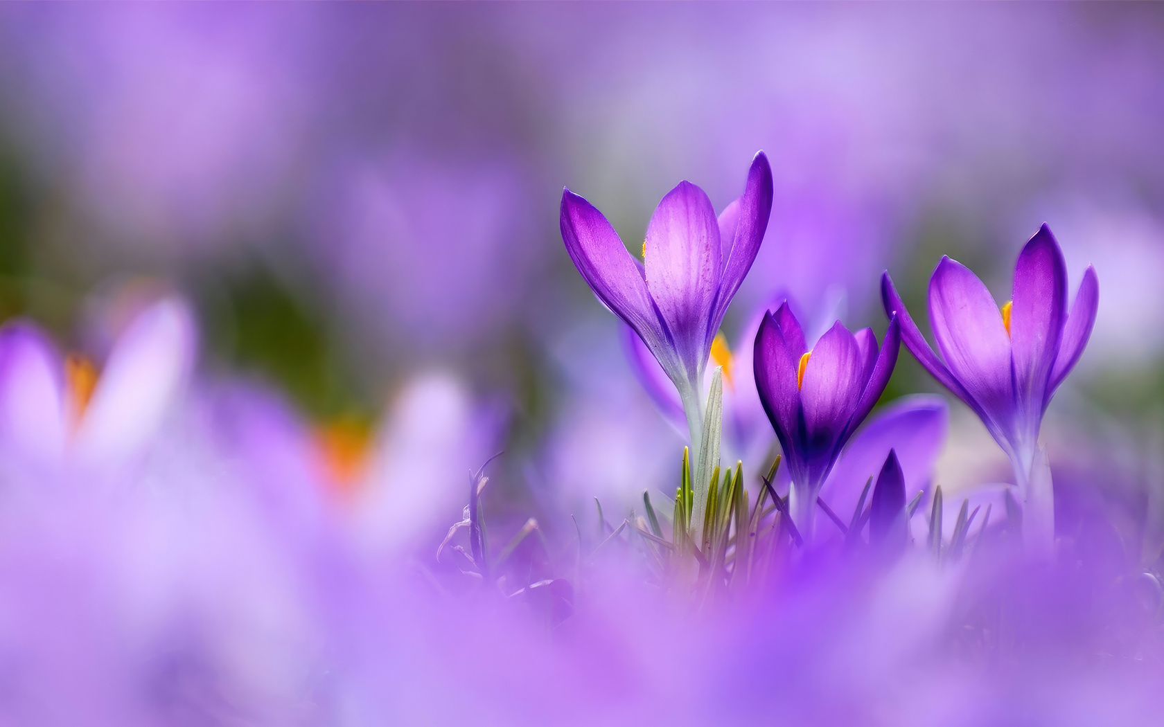 1680x1050 Colors Of Spring Wallpaper,1680x1050 Resolution HD 4k ...