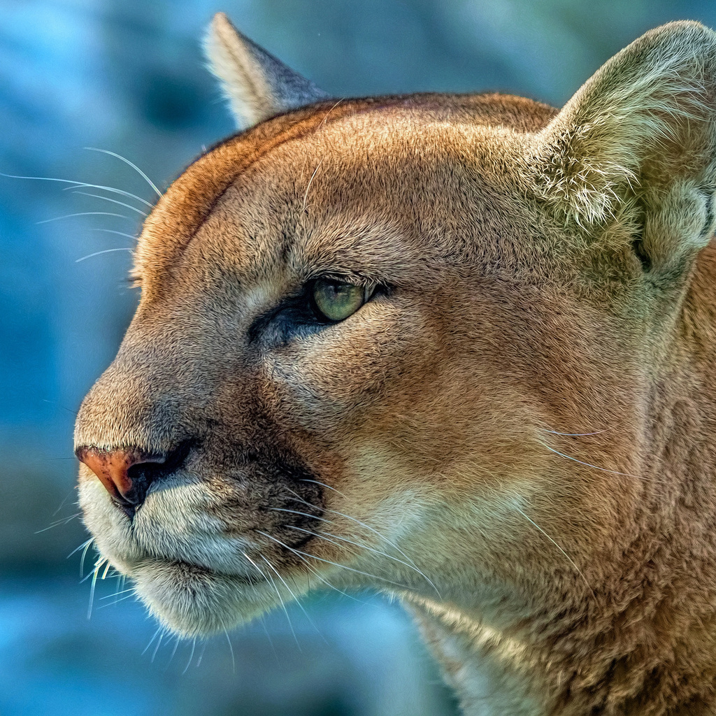 1024x1024 Cougar 4k 1024x1024 Resolution HD 4k Wallpapers, Images ...