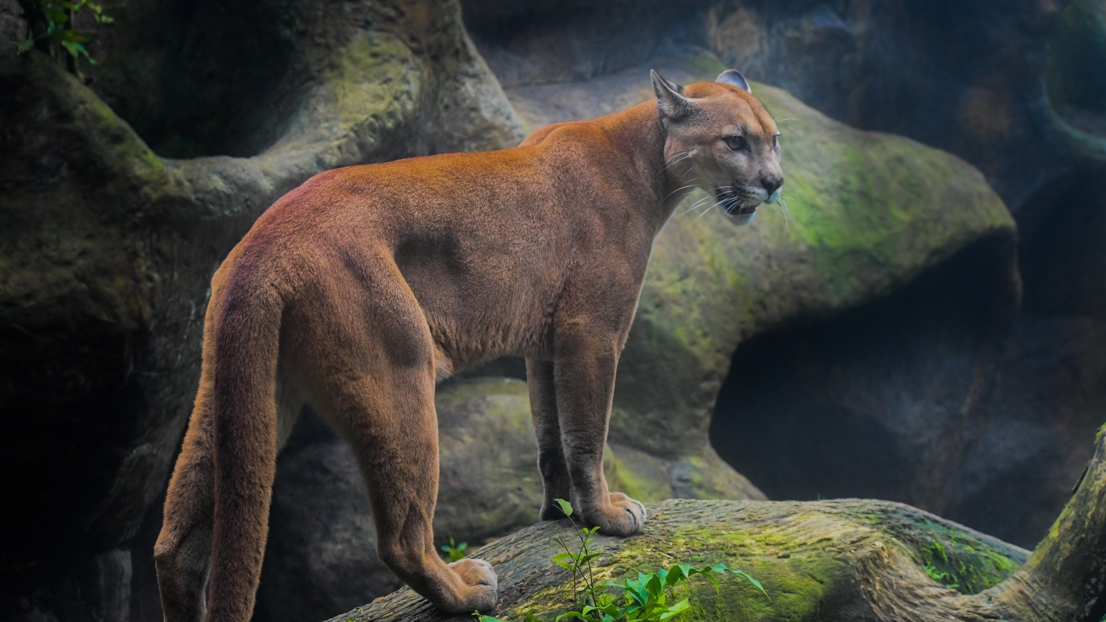 3840x2160 Cougar 5k 4K ,HD 4k Wallpapers,Images,Backgrounds,Photos and