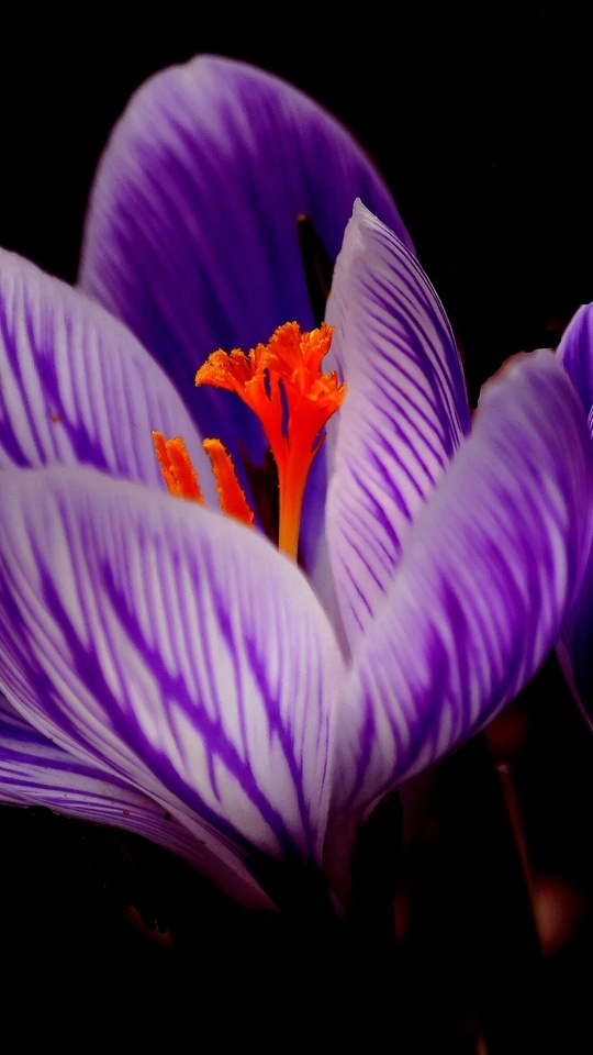 540x960 Crocus Flower 540x960 Resolution HD 4k Wallpapers, Images,  Backgrounds, Photos and Pictures