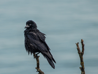 320x240 Crow 4k Apple Iphone Ipod Touch Galaxy Ace Hd 4k Wallpapers Images Backgrounds Photos And Pictures