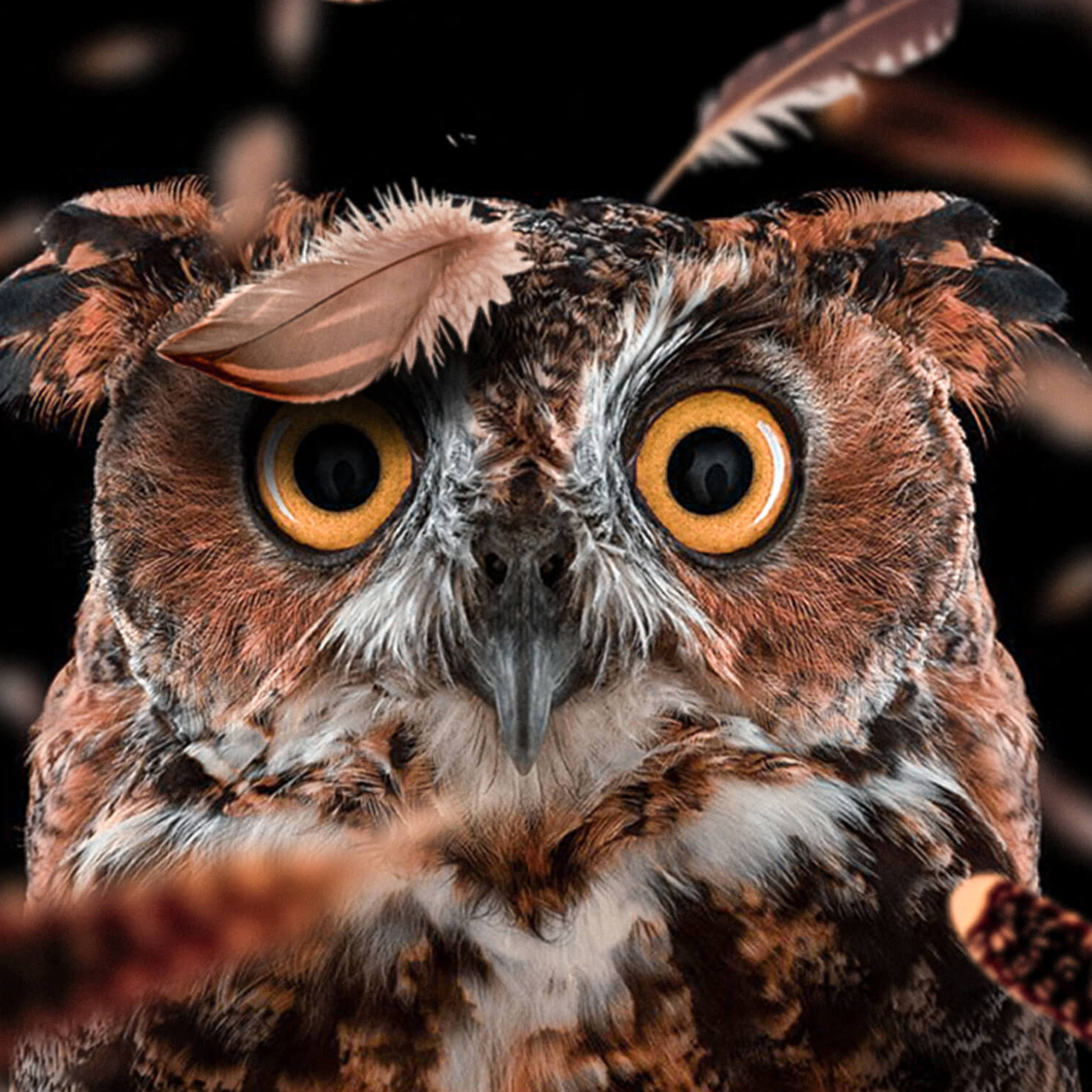 2932x2932 Curious Owl Ipad Pro Retina Display HD 4k Wallpapers, Images,  Backgrounds, Photos and Pictures