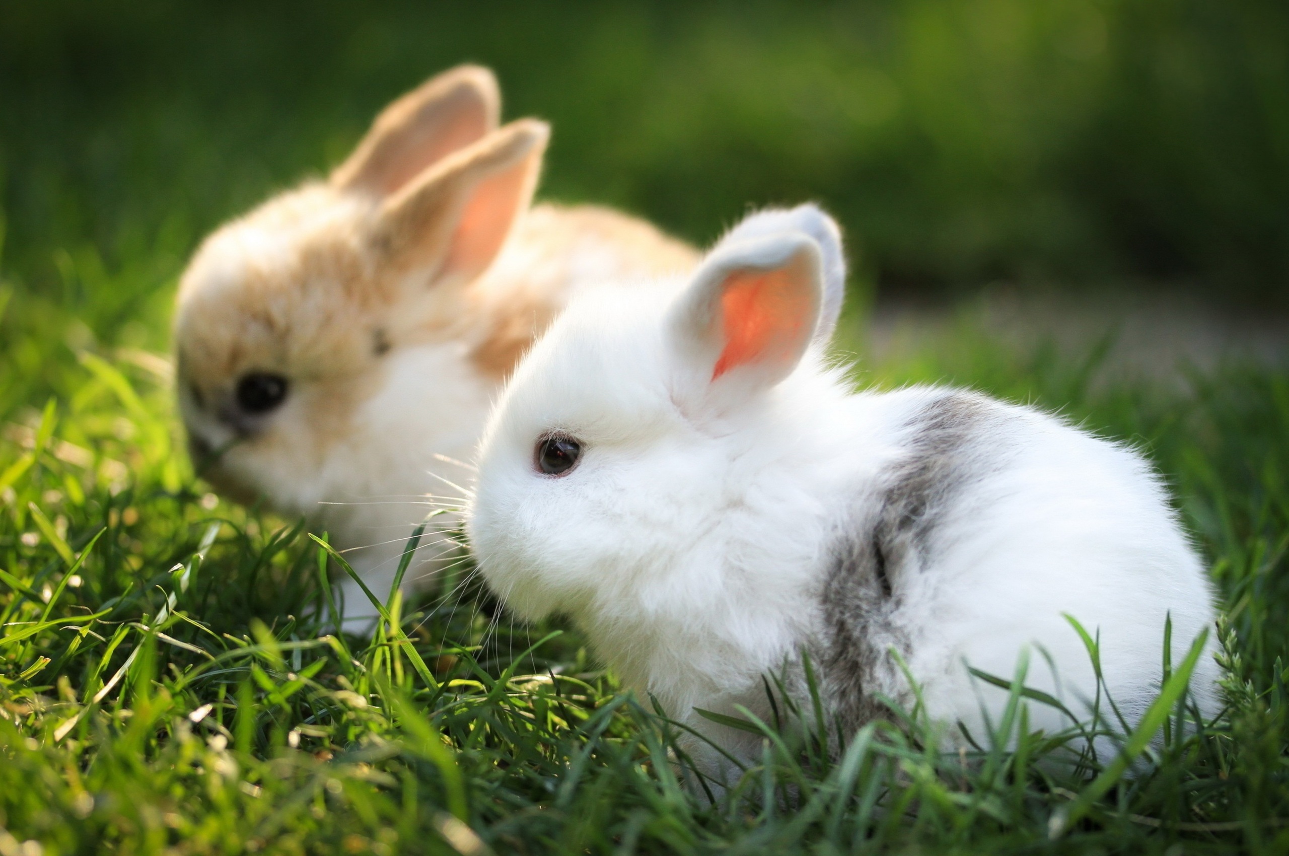2560x1700 Cute Bunnies Chromebook Pixel HD 4k Wallpapers, Images,  Backgrounds, Photos and Pictures