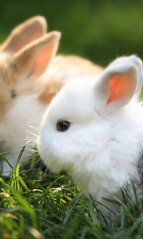 cute-bunnies.jpg