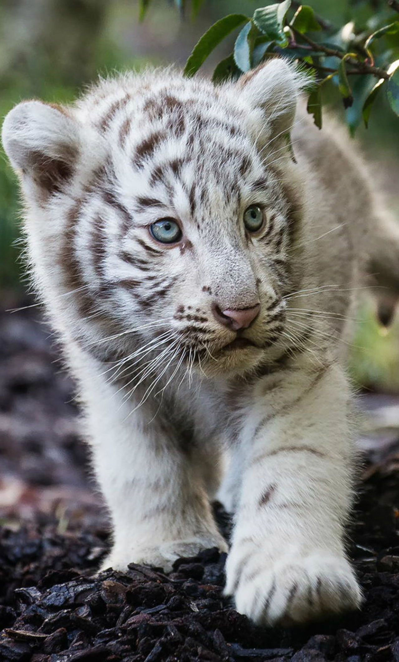 1280x2120 Cute Cub Bengal White Tiger iPhone 6+ HD 4k Wallpapers, Images,  Backgrounds, Photos and Pictures