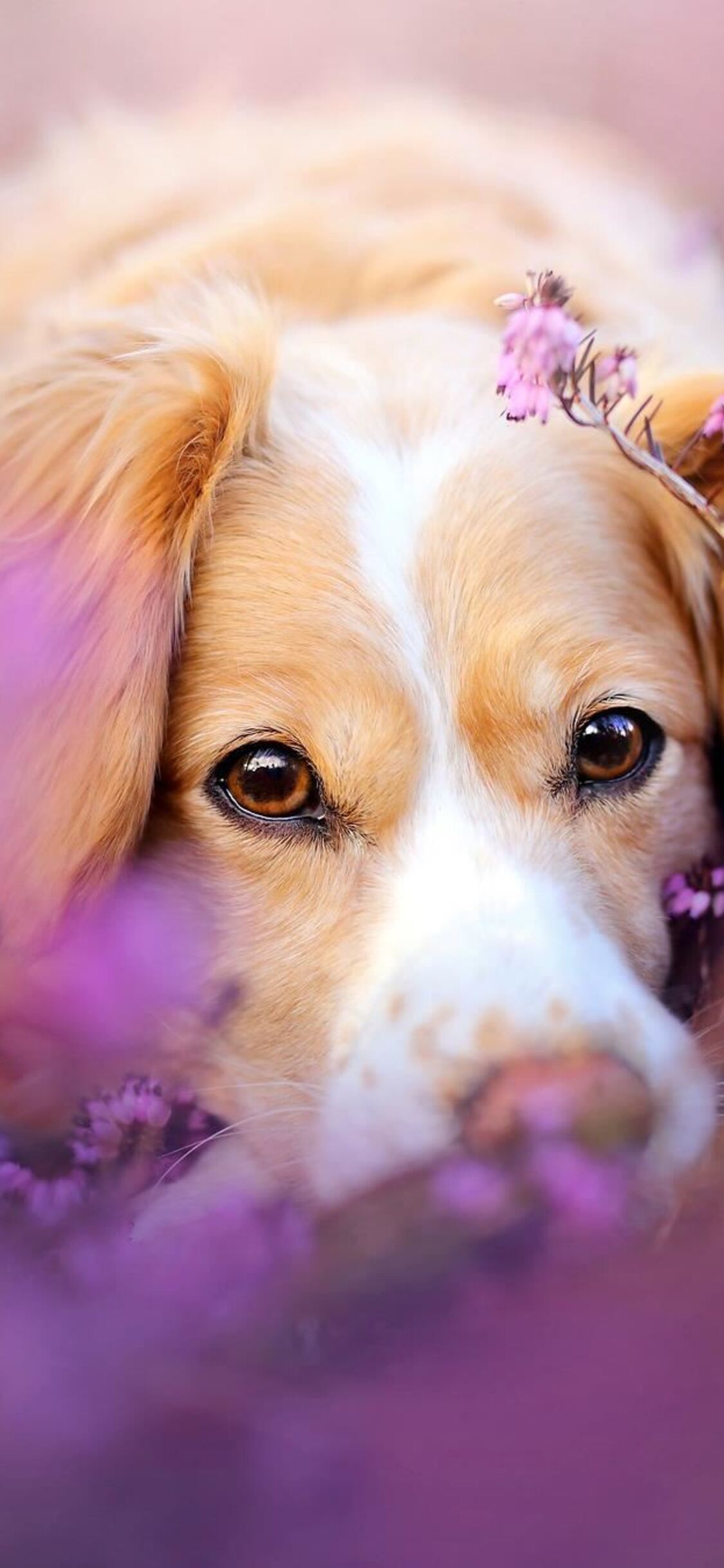 1125x2436 Cute Dog In Flowers Iphone XS ...