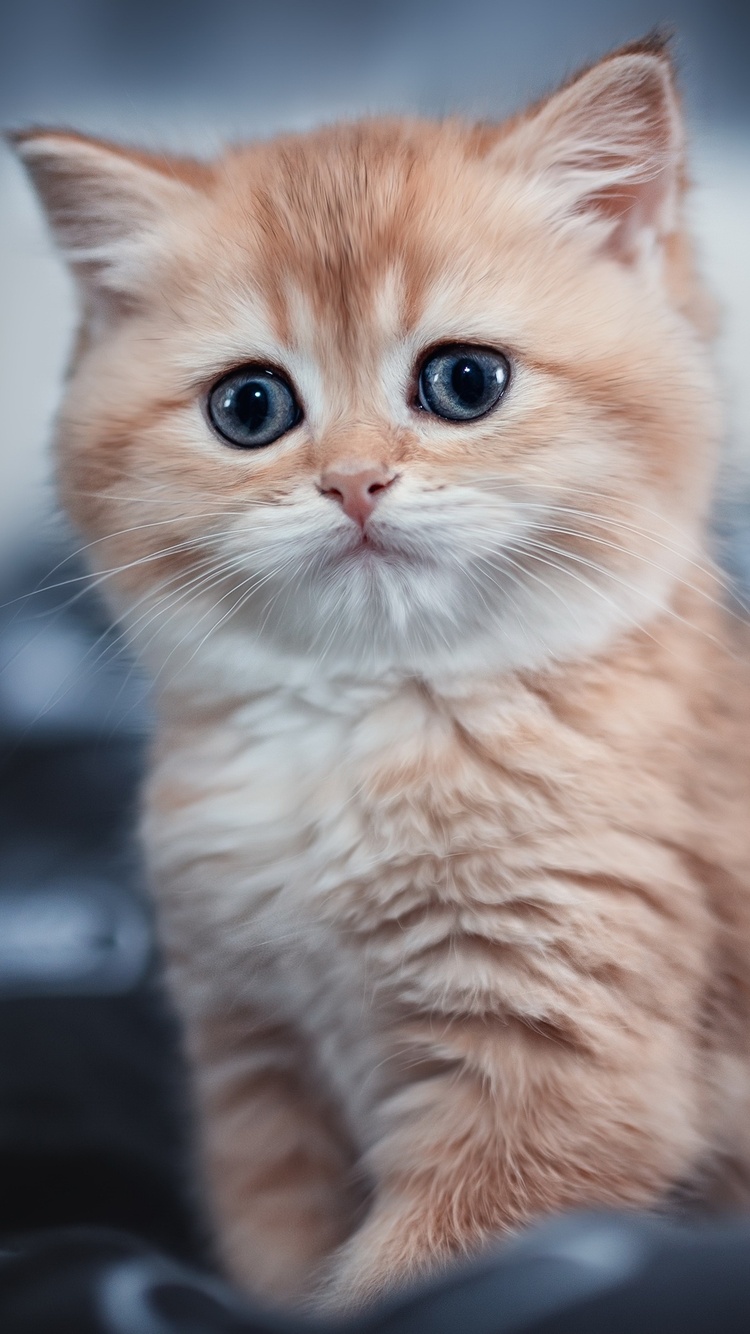 750x1334 Cute Kitten 4k iPhone 6, iPhone 6S, iPhone 7 HD 4k Wallpapers,  Images, Backgrounds, Photos and Pictures