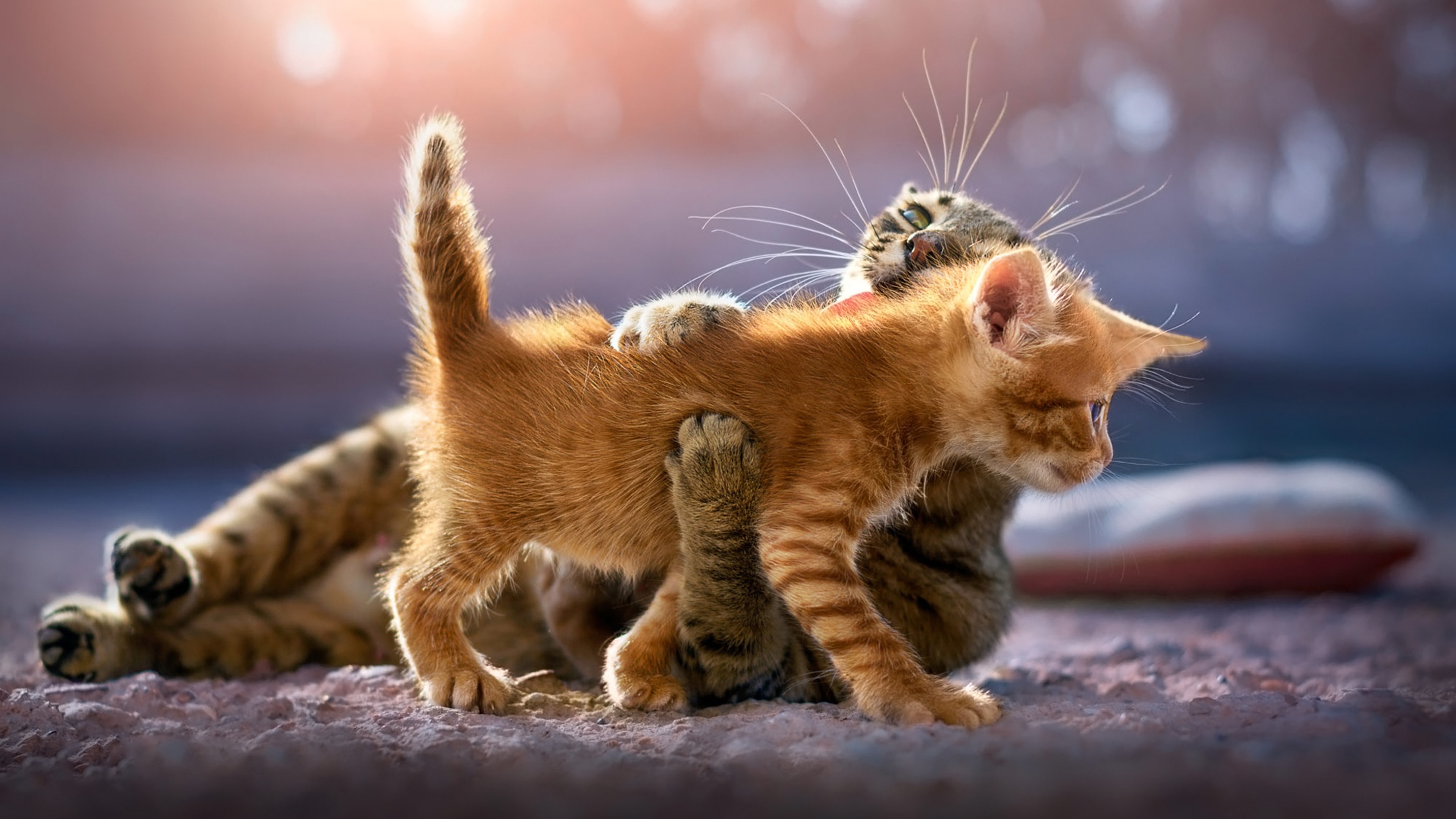 3840x2160 Cute Kittens 4K ,HD 4k Wallpapers,Images,Backgrounds,Photos