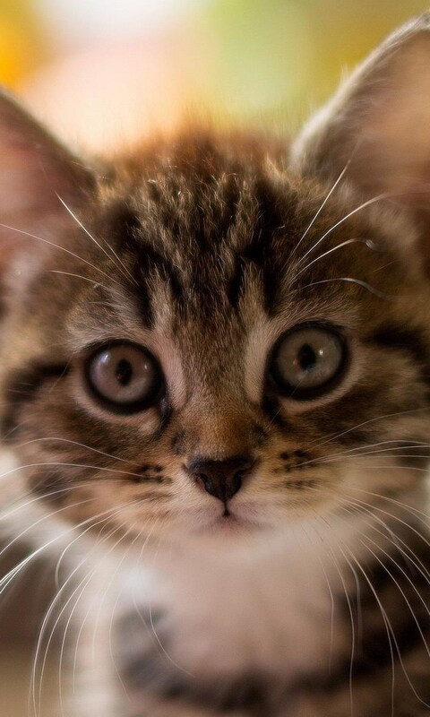 cute-kitty.jpg