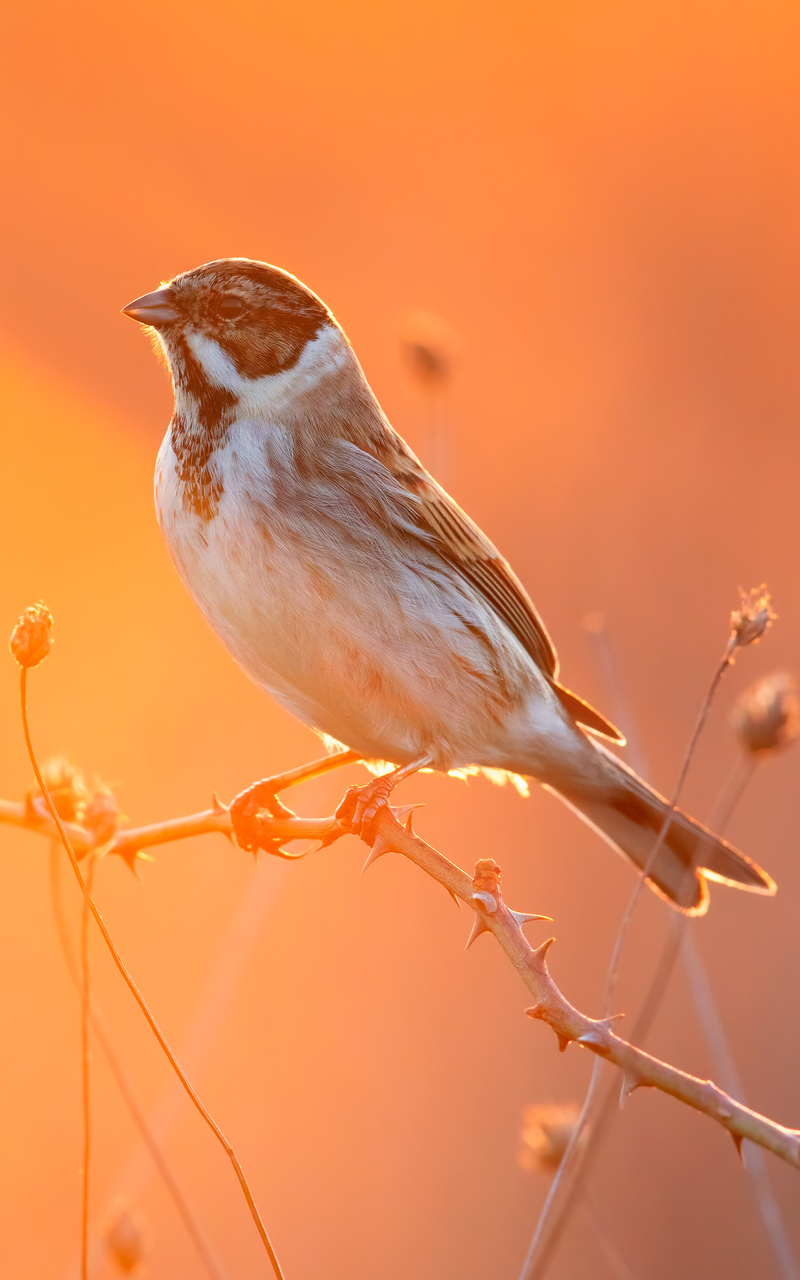 800x1280 Cute Little Bird 4k Nexus 7,Samsung Galaxy Tab 10,Note Android  Tablets ,HD 4k Wallpapers,Images,Backgrounds,Photos and Pictures, image size:800x1280