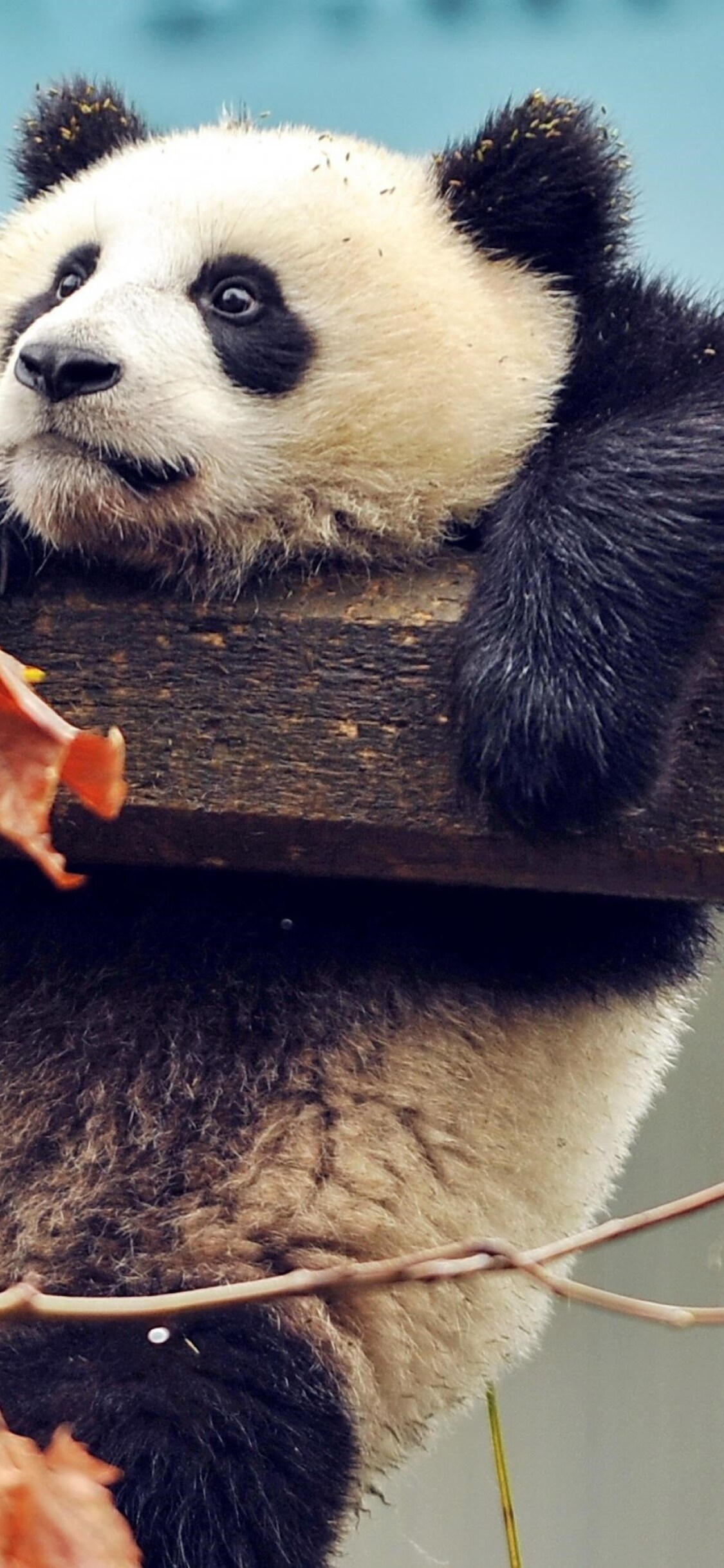 1125x2436 Cute Panda Iphone XS,Iphone 10,Iphone X HD 4k Wallpapers, Images,  Backgrounds, Photos and Pictures