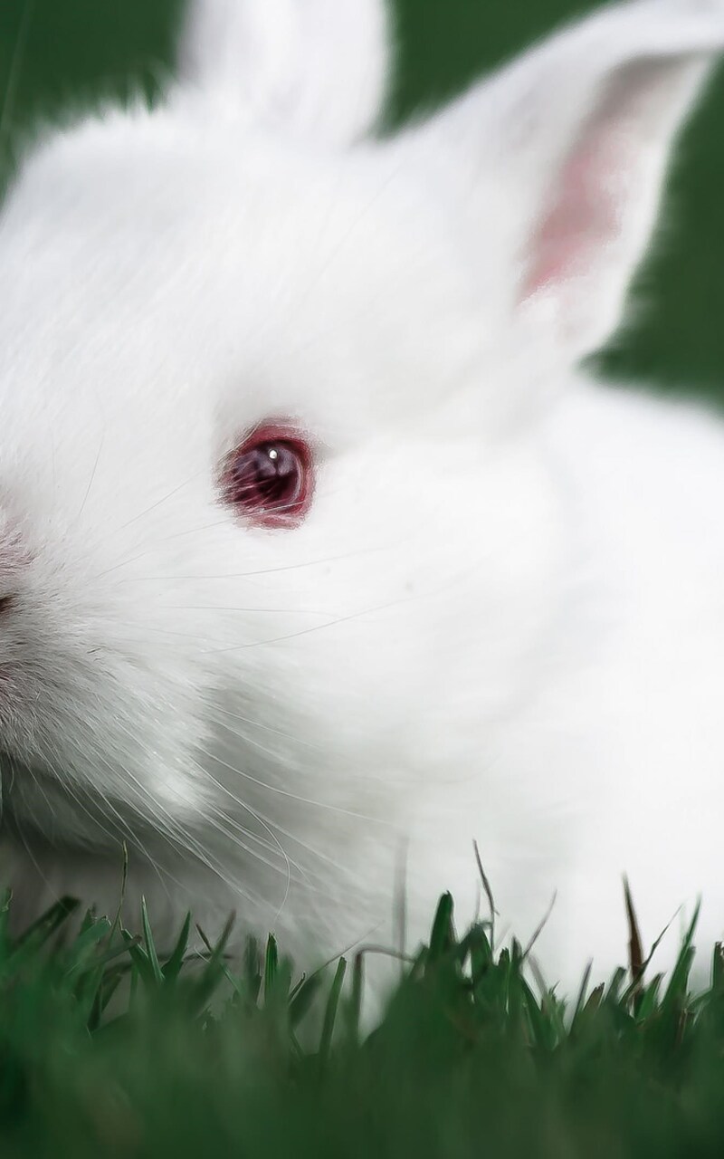 cute-rabbit.jpg