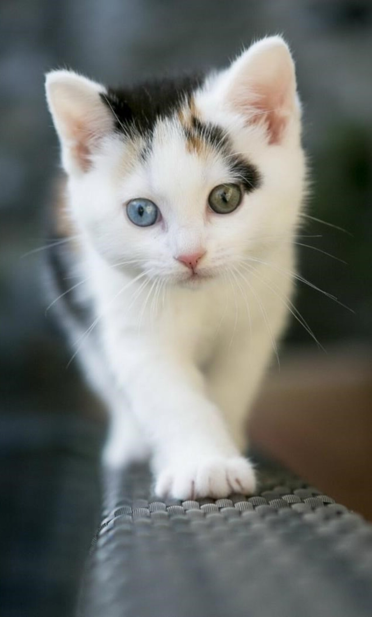 1280x2120 Cute White Cat iPhone 6+ HD 4k Wallpapers, Images, Backgrounds,  Photos and Pictures