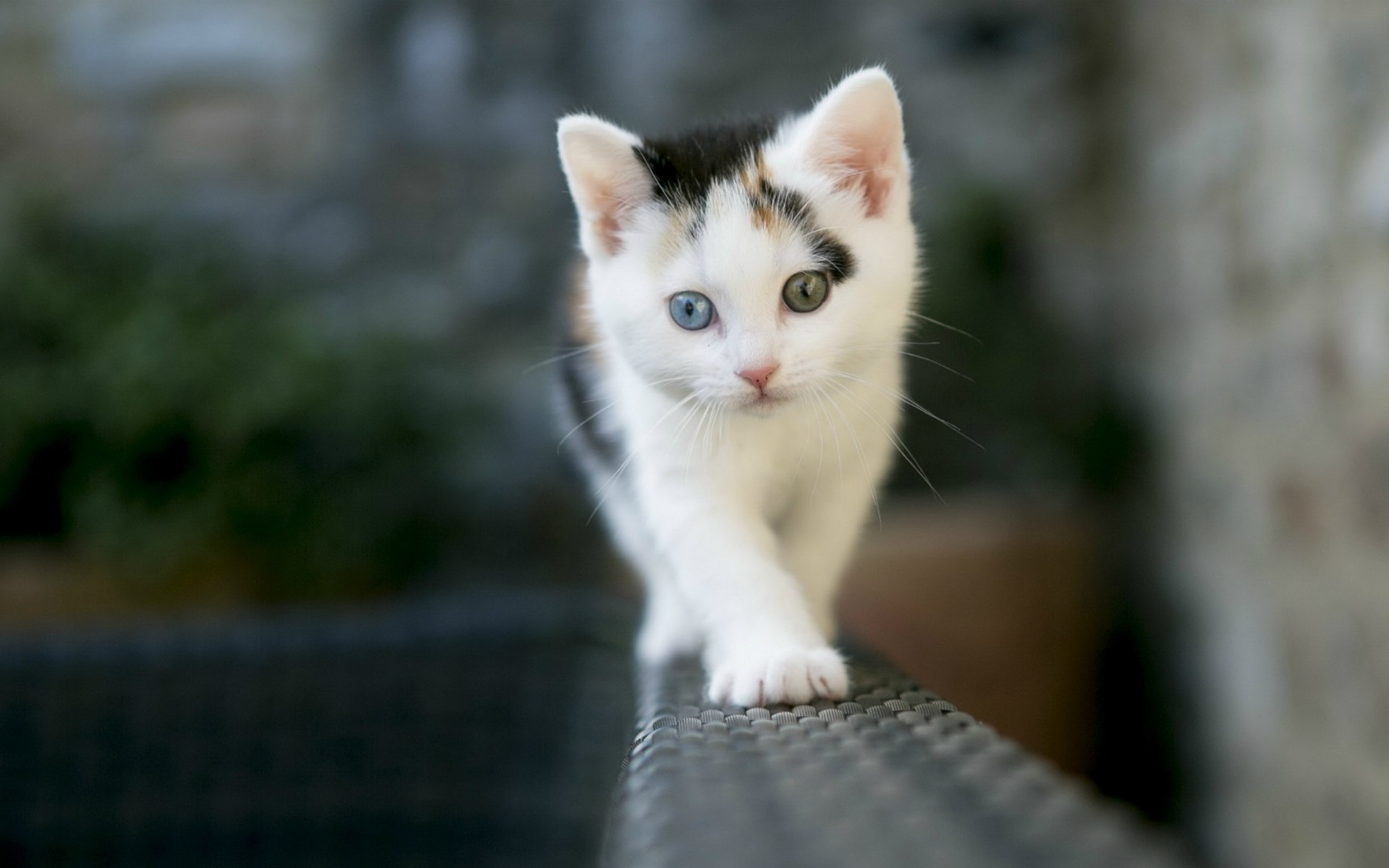 3840x2400 Cute White Cat 4K ,HD 4k Wallpapers,Images,Backgrounds,Photos
