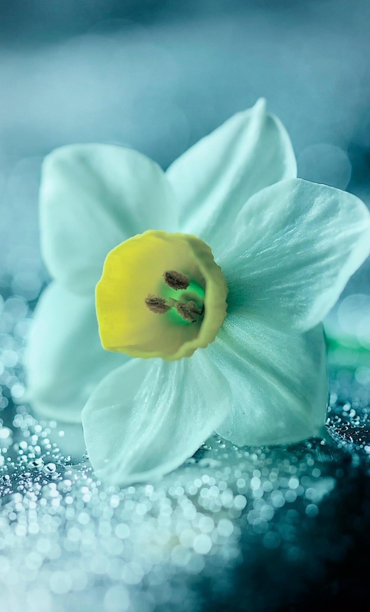 1280x2120 Daffodil Flower Petals Drops iPhone 6+ ,HD 4k Wallpapers ...