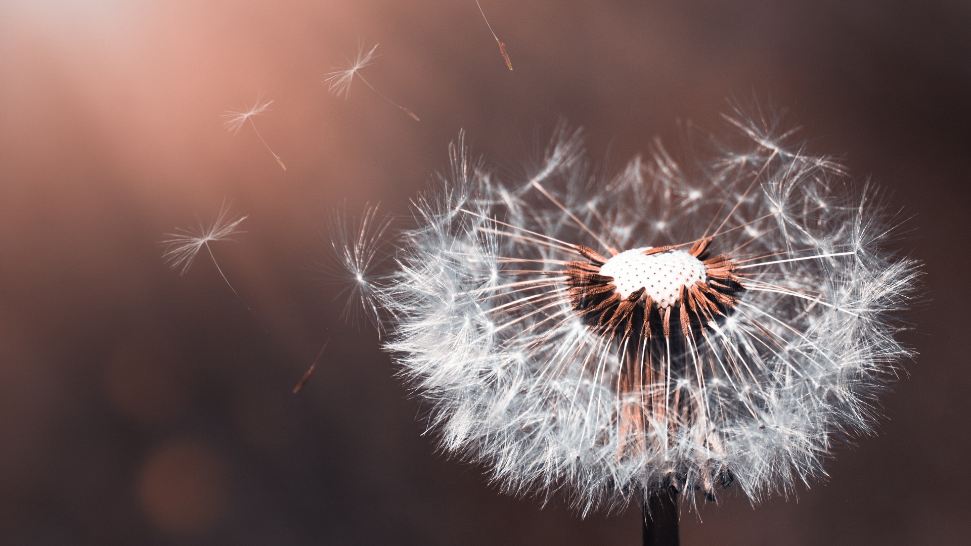 1920x1080 Dandelion Flower Macro 5k Laptop Full HD 1080P HD 4k Wallpapers,  Images, Backgrounds, Photos and Pictures