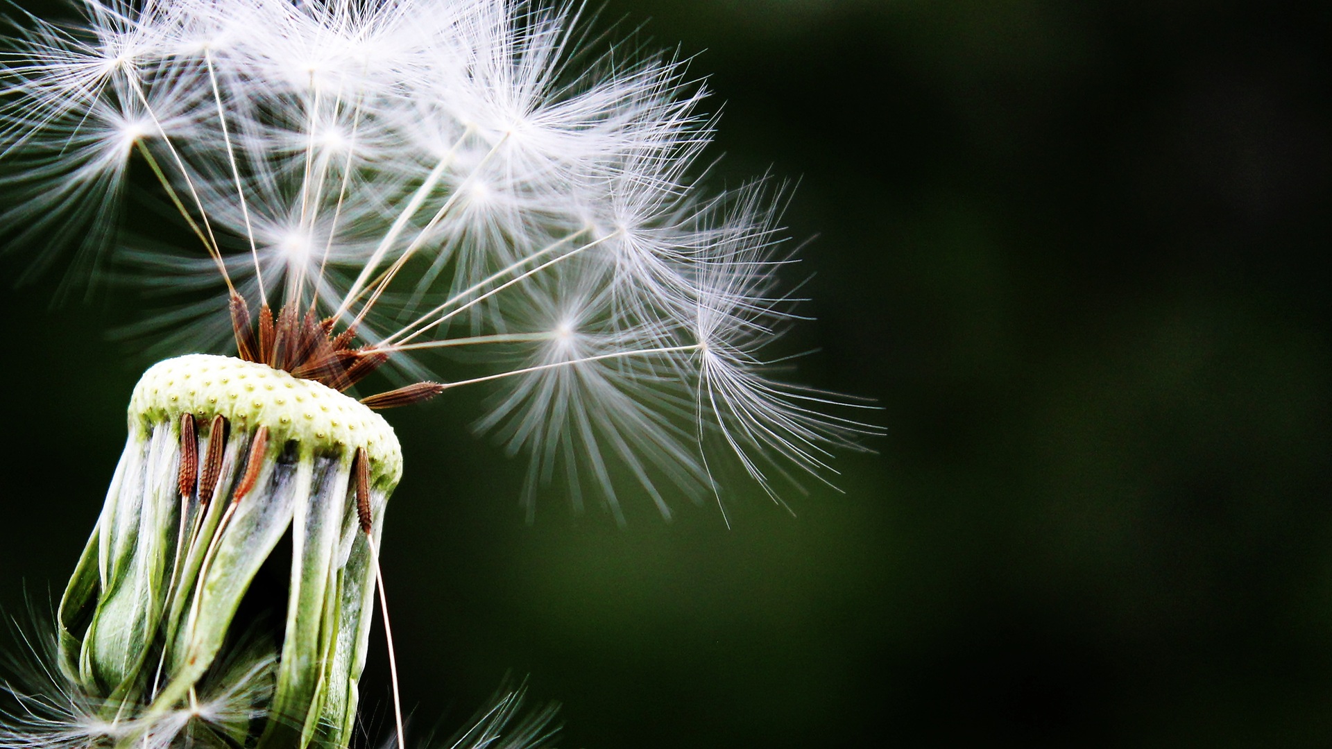 1920x1080 Dandelion Hd Laptop Full HD 1080P HD 4k Wallpapers, Images,  Backgrounds, Photos and Pictures