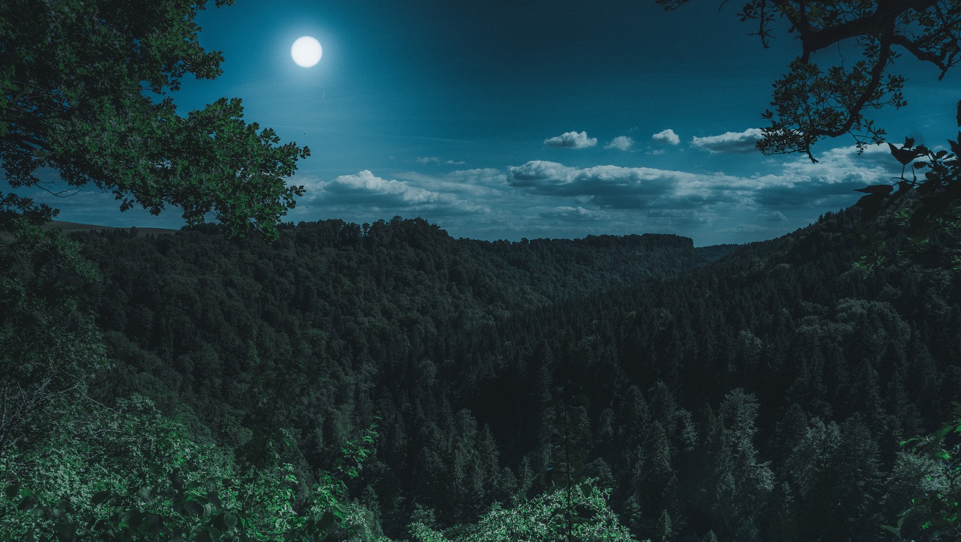 1360x768 Dark Night Forest View 5k Laptop HD HD 4k Wallpapers, Images,  Backgrounds, Photos and Pictures