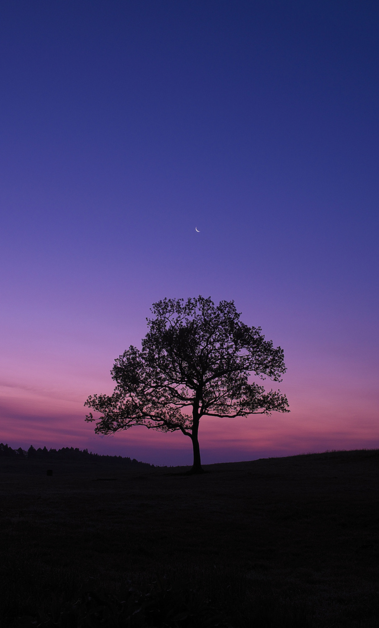 1280x2120 Dark Sky Tree Purple Sky Nature iPhone 6+ HD 4k Wallpapers,  Images, Backgrounds, Photos and Pictures
