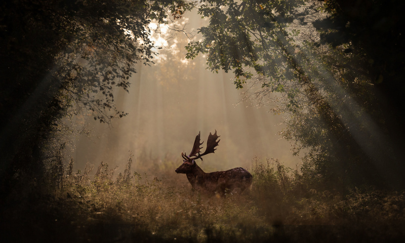 800x480 Deer Mammal Forest Sunbeams 4k 5k 800x480 Resolution HD 4k ...