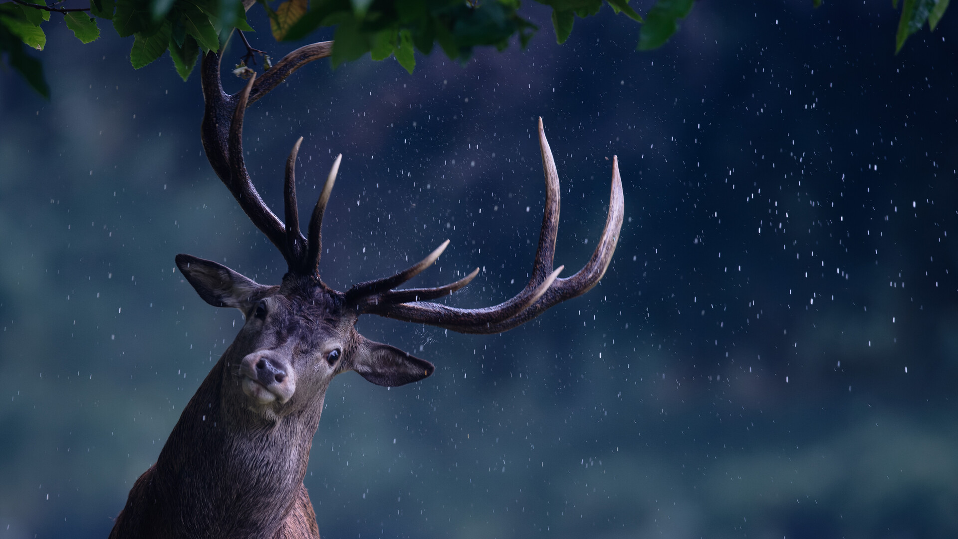 1920x1080 Deer Rain Maker Laptop Full HD 1080P HD 4k Wallpapers, Images,  Backgrounds, Photos and Pictures