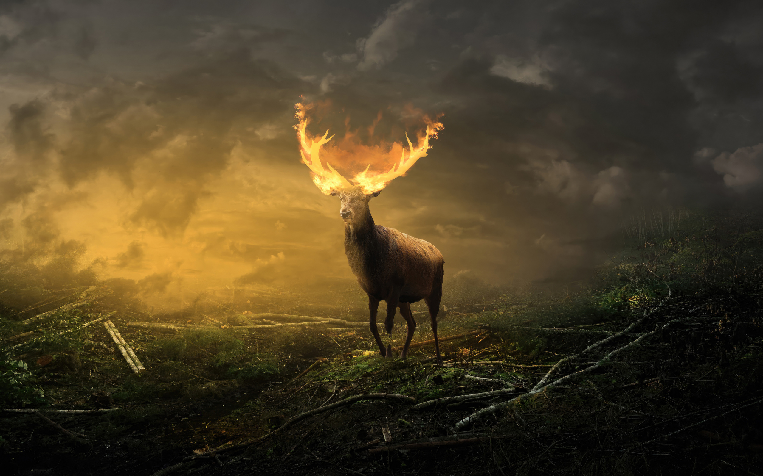 2560x1600 Deer With Burning Horns Wallpaper,2560x1600 Resolution HD 4k ...