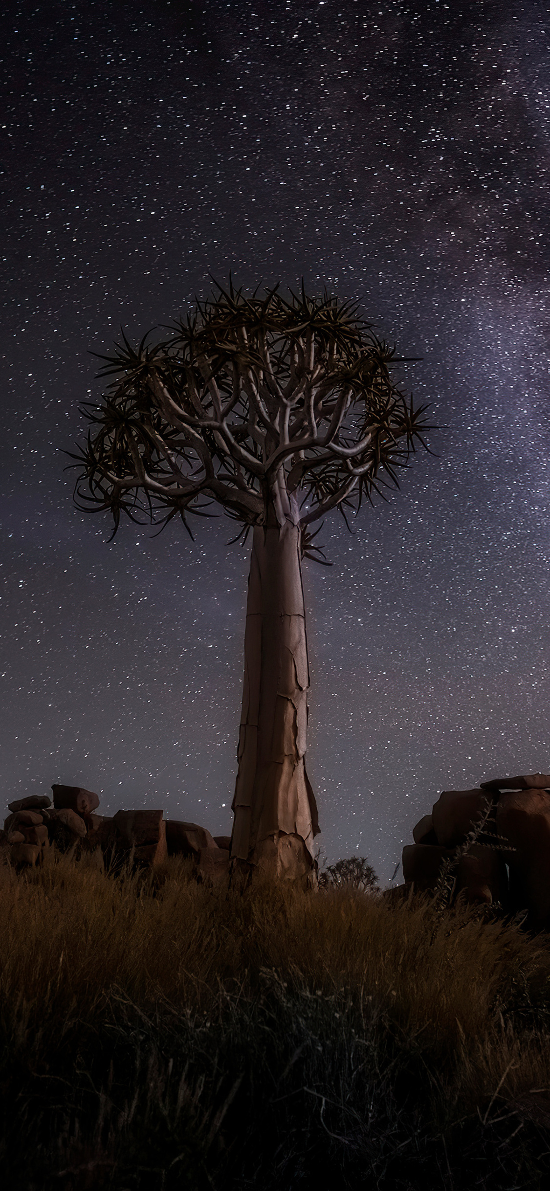 desert-trees-milky-way-night-4k-7x.jpg