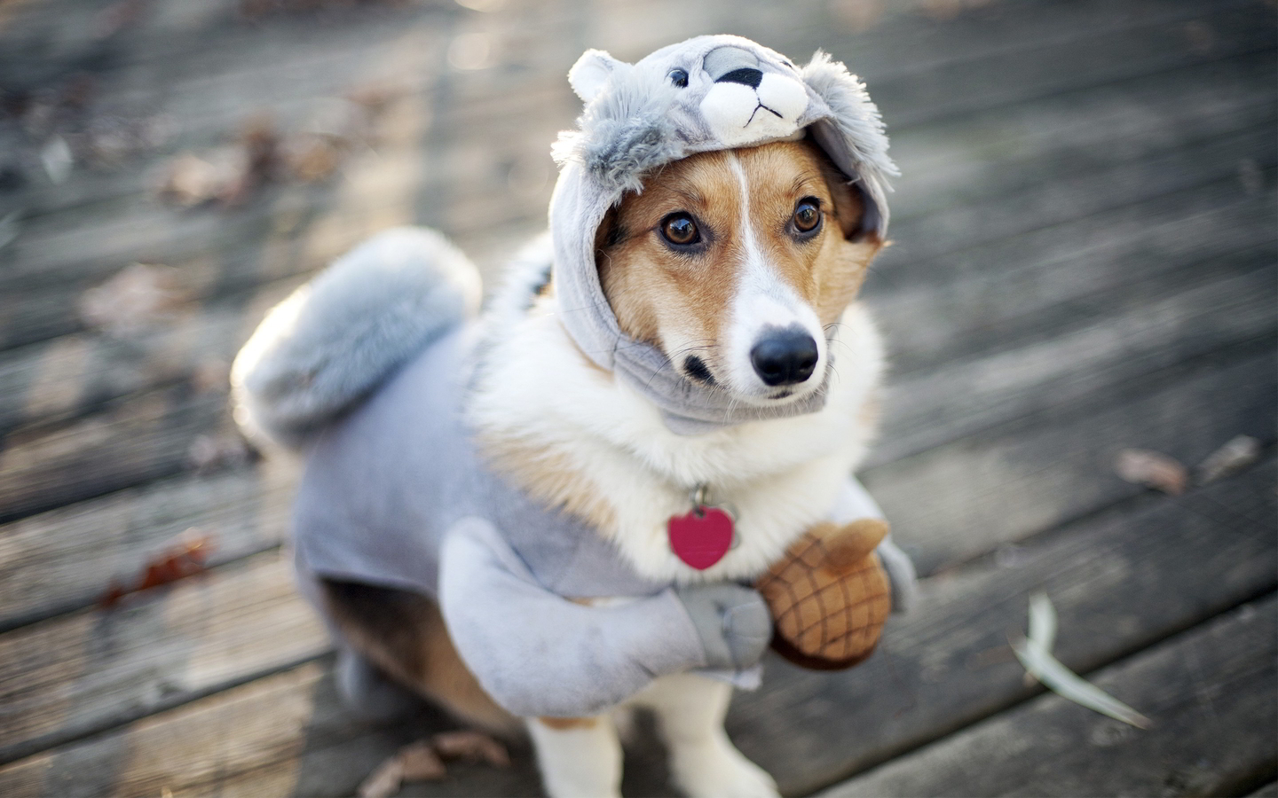 1440x900 Dog Funny Outfit 1440x900 Resolution HD 4k Wallpapers, Images ...