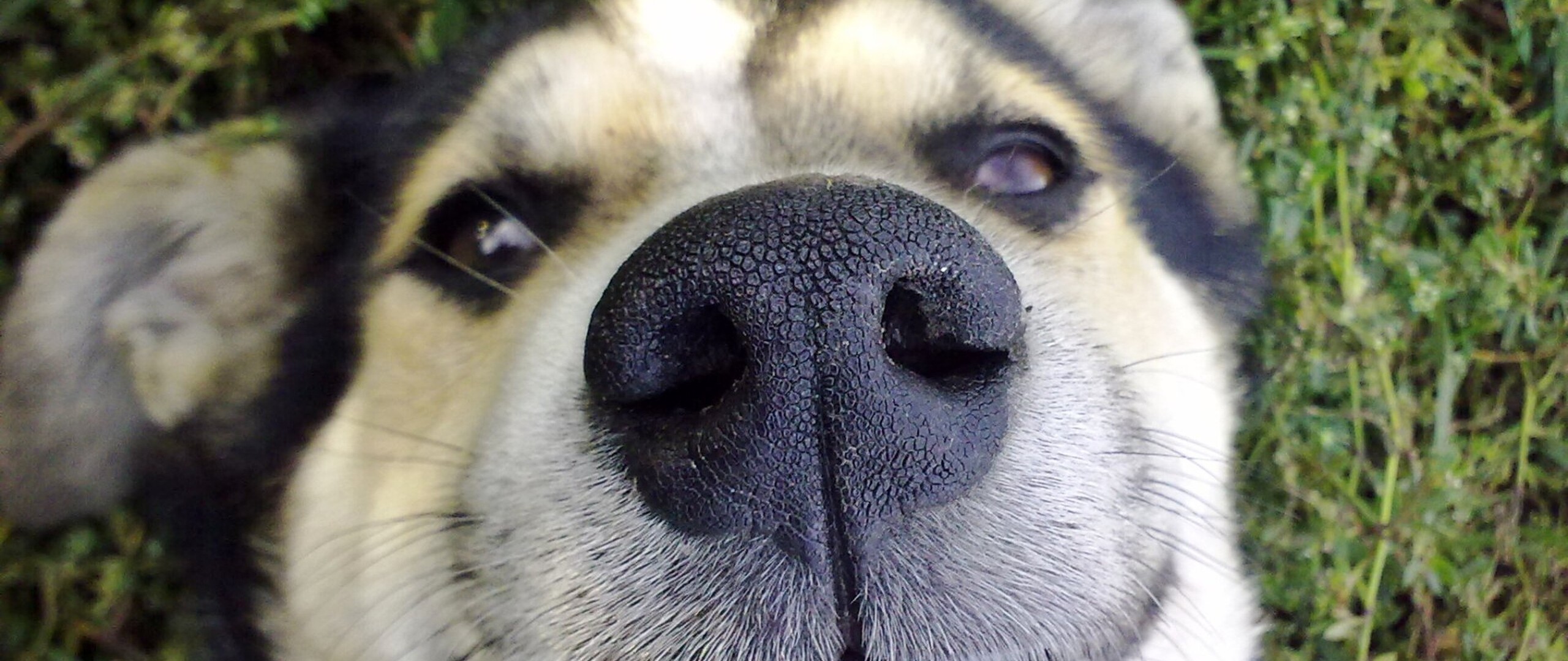 dog-nose.jpg