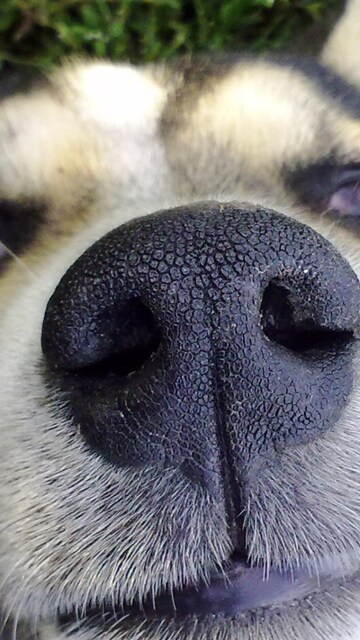 dog-nose.jpg