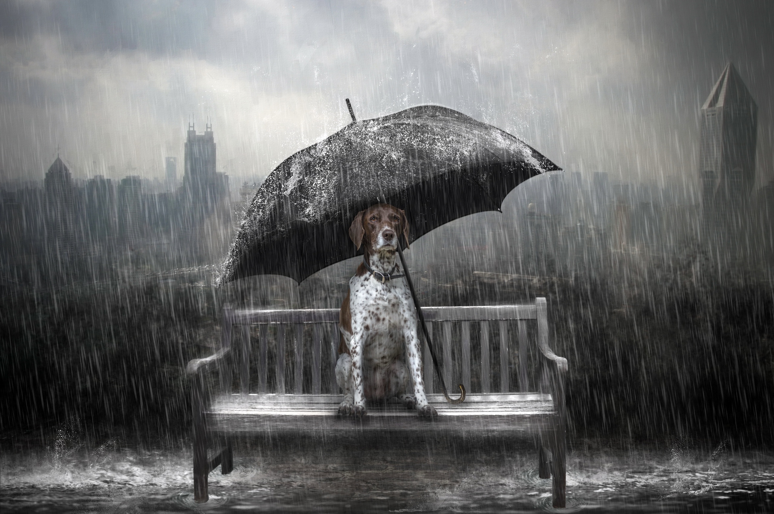 2560x1700 Dog Rain Umbrella Photo Manipulation Chromebook Pixel HD 4k  Wallpapers, Images, Backgrounds, Photos and Pictures
