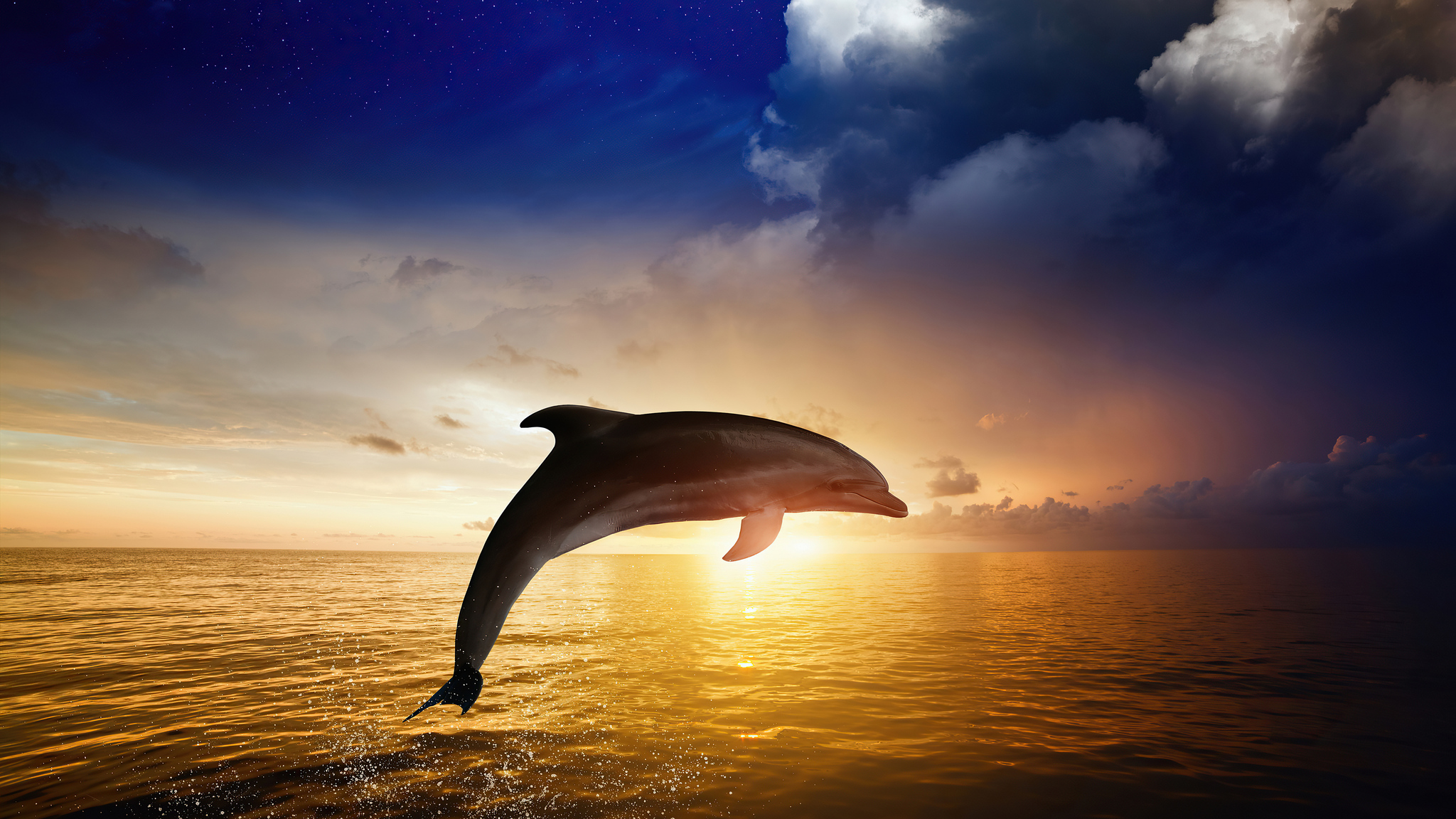 jumping dolphins 3d images