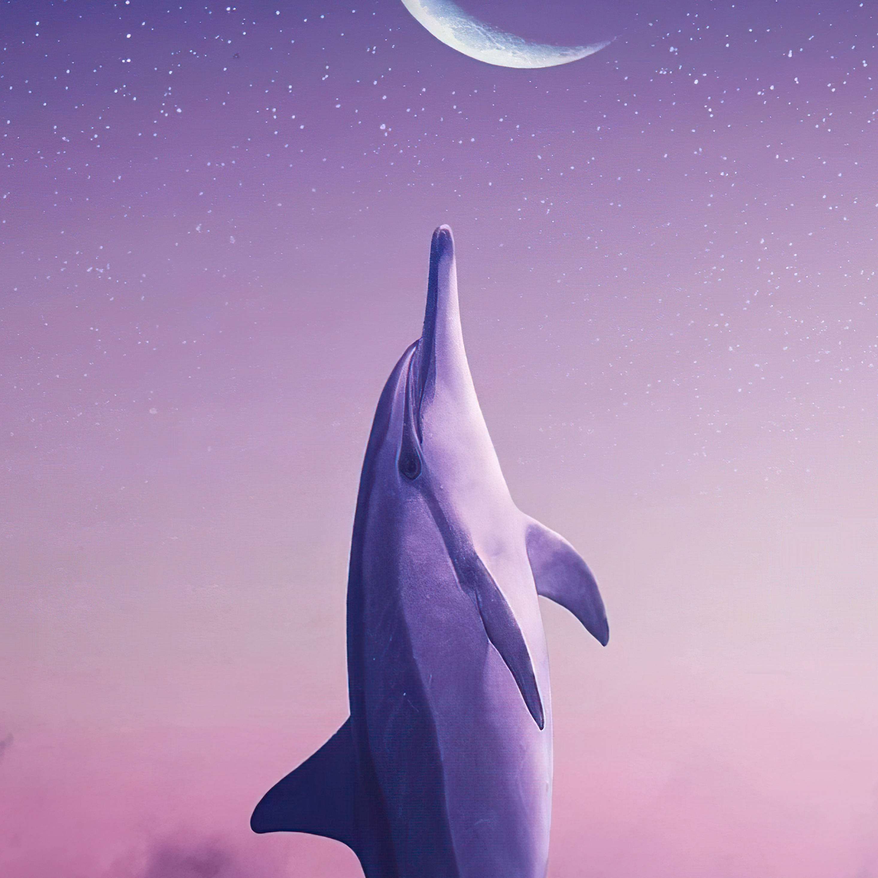 Песни луна дельфины. Дельфин Луна. Одинокий Дельфин. Красивые обои дельфины. Дельфины ночью.