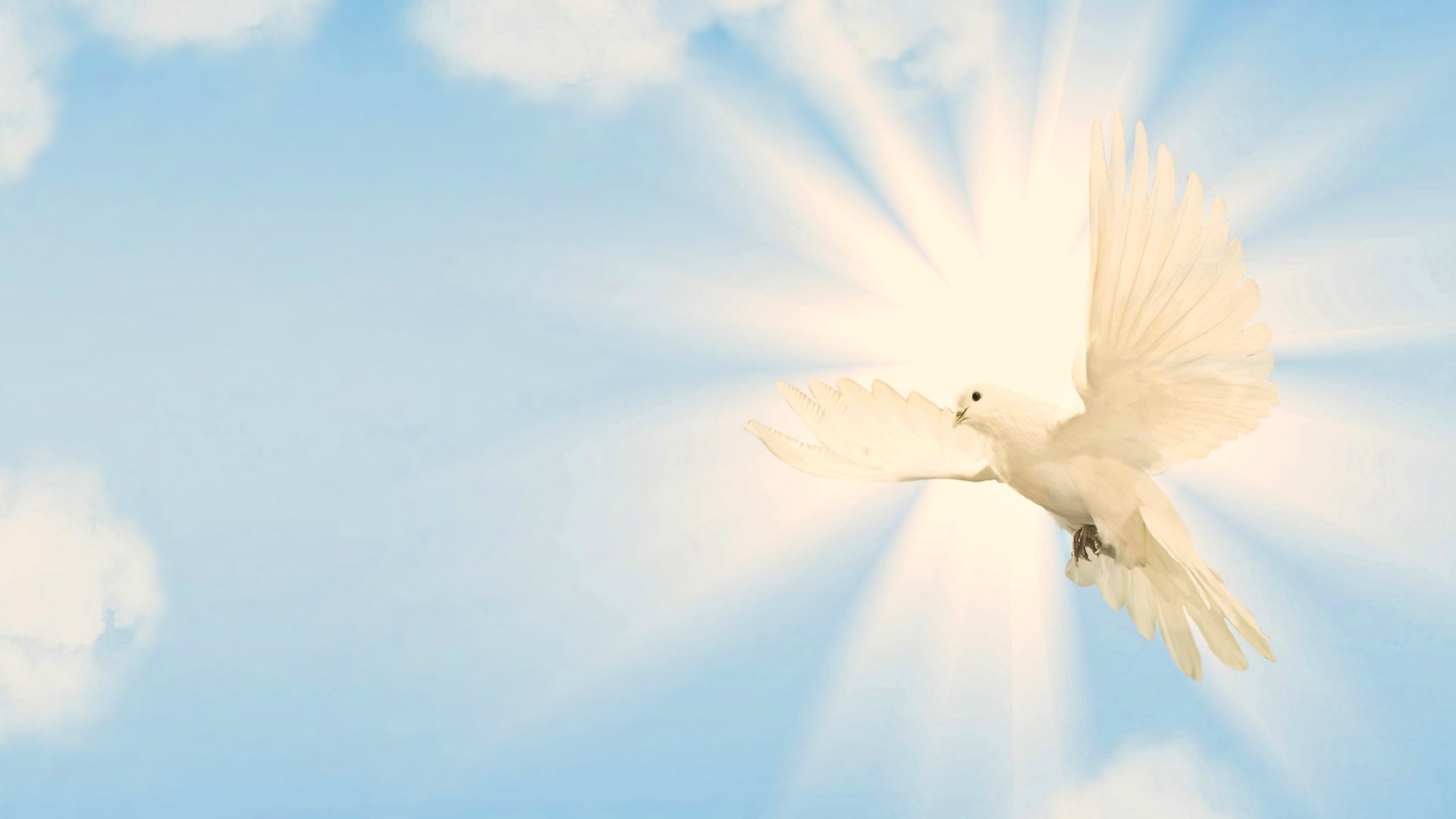 1920x1080 Dove Laptop Full HD 1080P HD 4k Wallpapers, Images, Backgrounds,  Photos and Pictures
