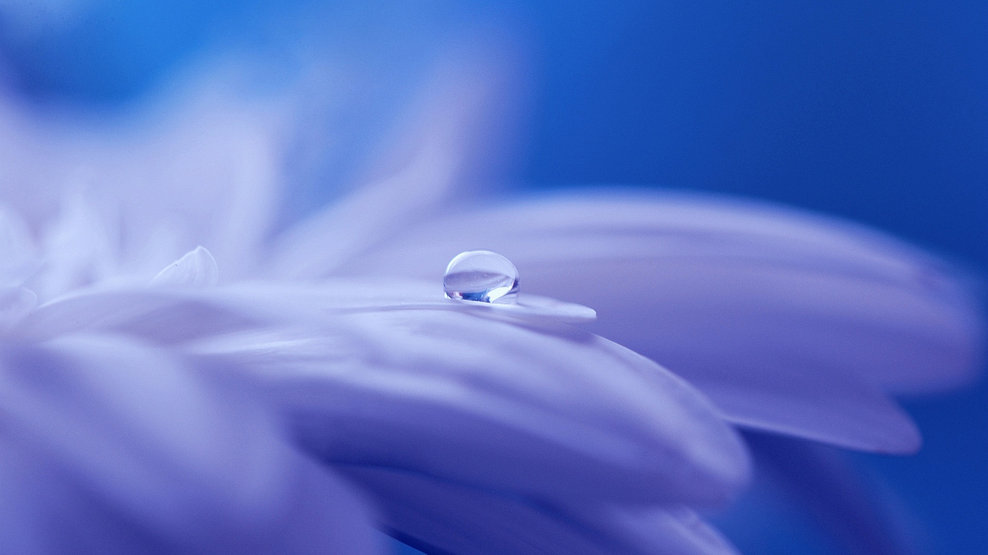 1920x1080 Drop Of Water On Flower Laptop Full HD 1080P HD 4k Wallpapers,  Images, Backgrounds, Photos and Pictures