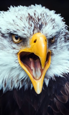 eagle-beak-tongue-open-4k-sb.jpg