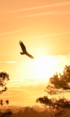 eagle-flying-towards-sunset-5k-ul.jpg