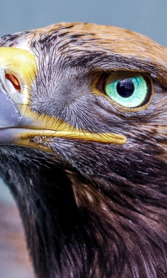 eagle-glowing-eye-4k-bi.jpg