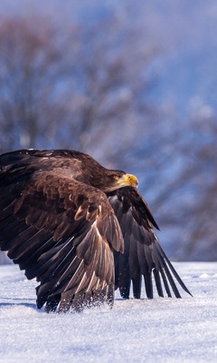 eagle-in-snow-4k-6u.jpg