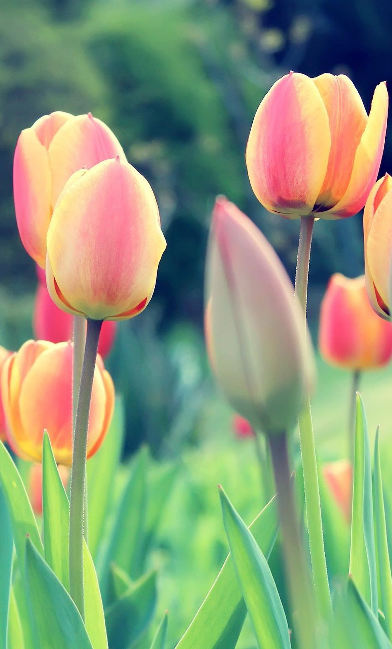 1280x2120 Easter Tulips iPhone 6+ ,HD 4k Wallpapers,Images,Backgrounds