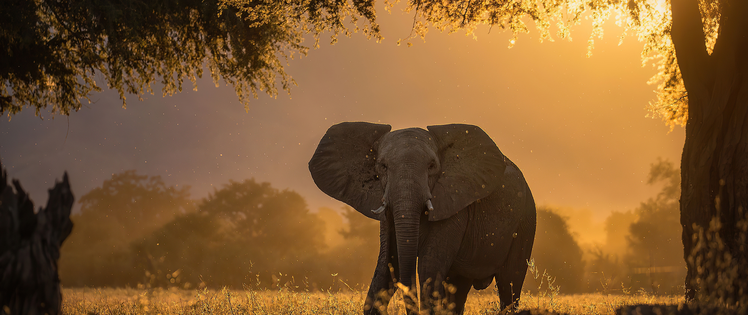 elephant-forest-sunbeams-morning-4k-5j-2560x1080.jpg