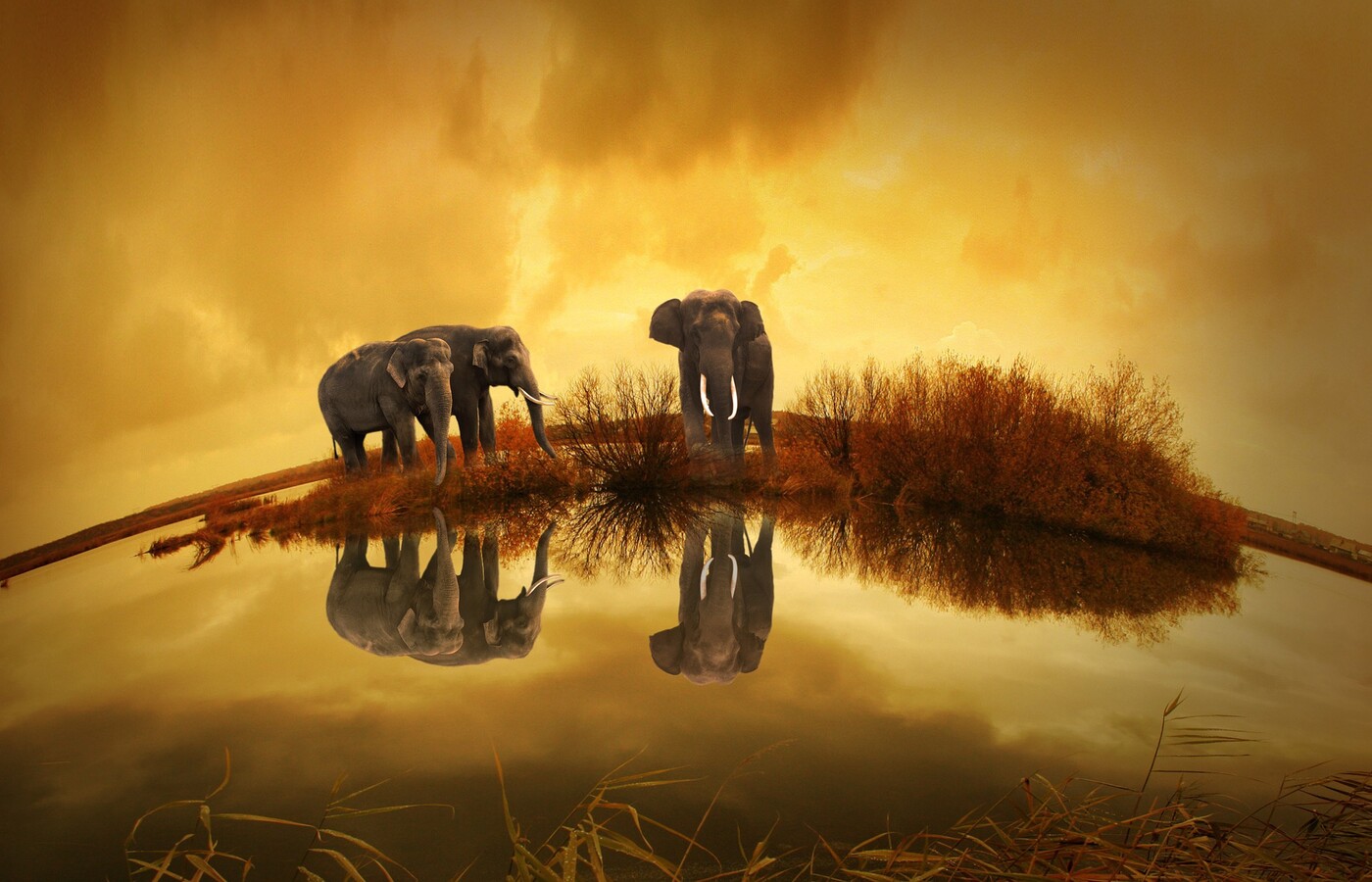 elephants-thailand.jpg