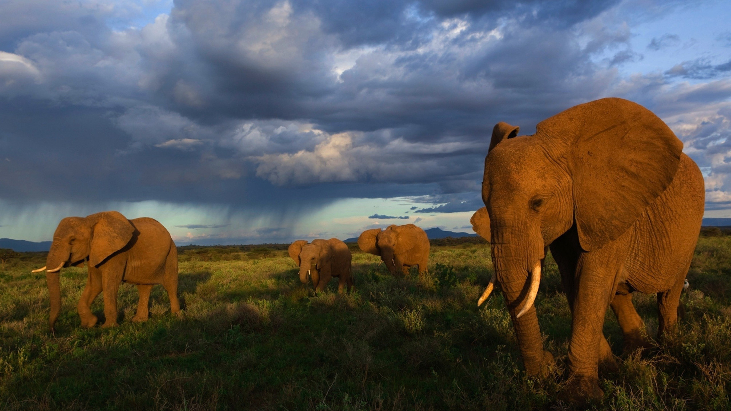 2560x1440 Elephants Walking 1440P Resolution ,HD 4k Wallpapers,Images ...