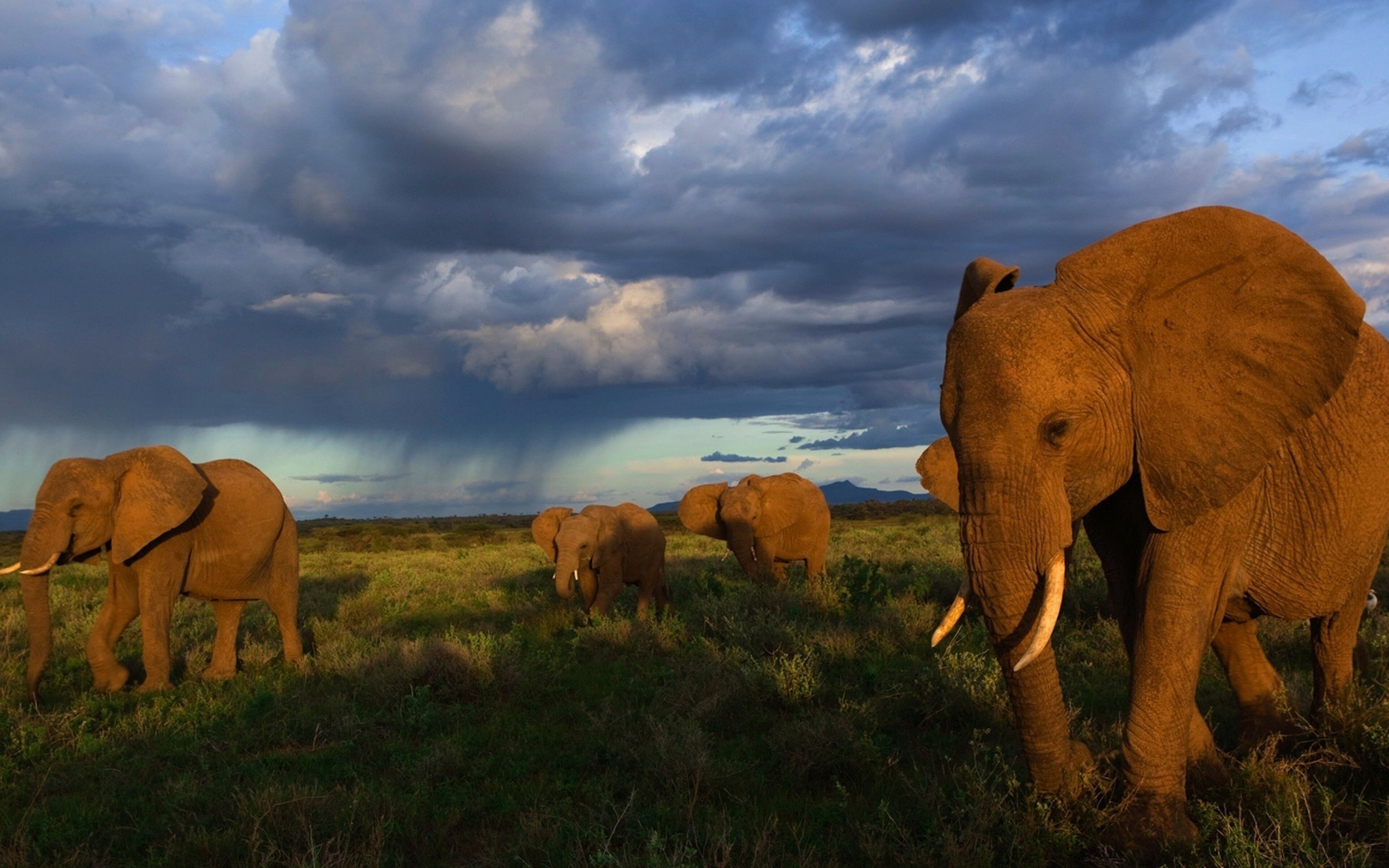 Саванна евразии. Африка слоны Саванна. Африканский саванный слон. Слоны в природе. Слоны на водопое.