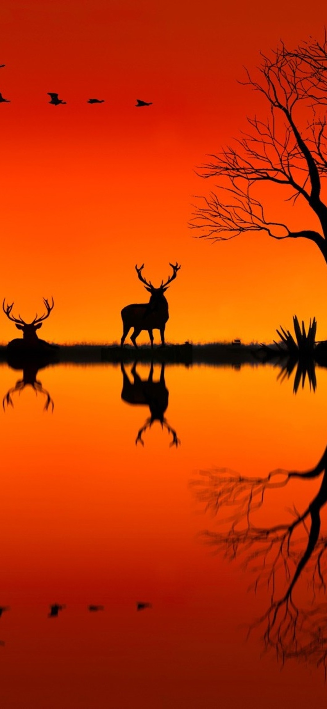1125x2436 Elk On Horizon Sunset Evening