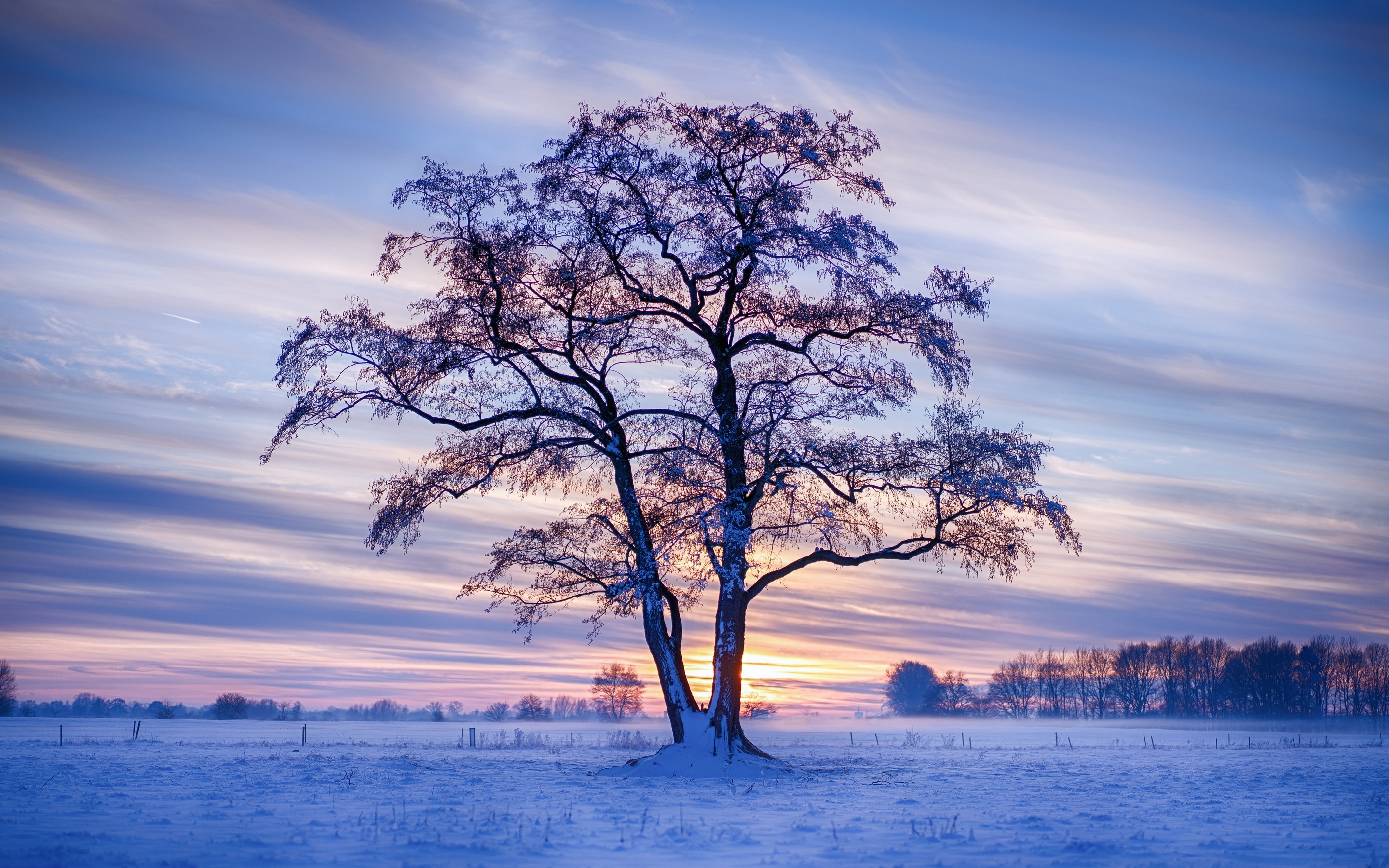 evening-winter-trees-snow-5k-4i.jpg